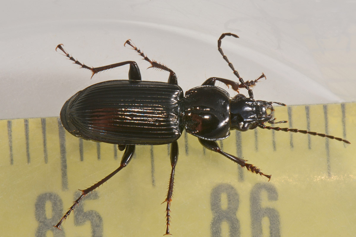 Carabidae: Pterostichus cfr. nigrita